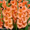 oranzovy mecik Gladiol Peter Pears 1