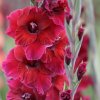 Gladiol Plum Tart 01
