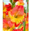 Gladiol Princess Margareth 03