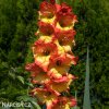 oranzovo zluty gladiolus mecik princess margaret 3