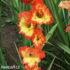 oranzovo zluty gladiolus mecik princess margaret 5