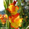 oranzovo zluty gladiolus mecik princess margaret 6