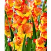 Gladiol Princess Margareth 01