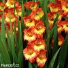 oranzovo zluty gladiolus mecik princess margaret 1