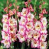 ruzovobily mecik gladiolus priscilla 1