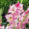 ruzovobily mecik gladiolus priscilla 4