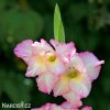 ruzovobily mecik gladiolus priscilla 6