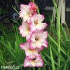 ruzovobily mecik gladiolus priscilla 2