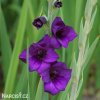 fialovy mecik gladiolus purple flora 2