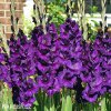 Gladiol Purple Flora 04