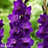 fialovy mecik gladiolus purple flora 5