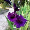 fialovy mecik gladiolus purple flora 6