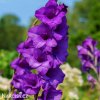 fialovy mecik gladiolus purple flora 1