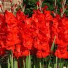 Gladiol Red 02