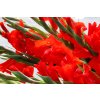 Gladiol Red 03