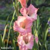 ruzovy mecik Gladiol Rose Supreme 2