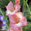 ruzovy mecik Gladiol Rose Supreme 6