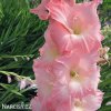 ruzovy mecik Gladiol Rose Supreme 7