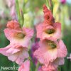 ruzovy mecik Gladiol Rose Supreme 8