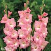 ruzovy mecik Gladiol Rose Supreme 1