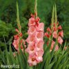 oranzovy mecik gladiolus spice and span 3