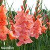 Gladiol Spic and Span 05