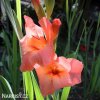 oranzovy mecik gladiolus spice and span 6