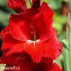 cerveny mecik Gladiol Traderhorn 2