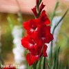 cerveny mecik Gladiol Traderhorn 3