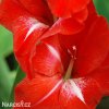 cerveny mecik Gladiol Traderhorn 4