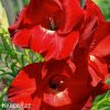 cerveny mecik Gladiol Traderhorn 5