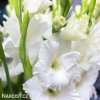bily mecik Gladiol White Prosperity 3