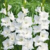 bily mecik Gladiol White Prosperity 1
