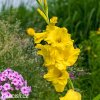 zluty mecik Gladiol Yellowstone 3