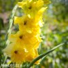 zluty mecik Gladiol Yellowstone 4