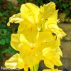 zluty mecik Gladiol Yellowstone 6