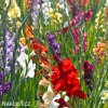 meciky smes Gladiol Mix 10