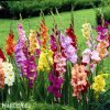 meciky smes Gladiol Mix 1