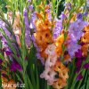 meciky smes Gladiol Mix 2