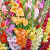 meciky smes Gladiol Mix 3