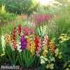 meciky smes Gladiol Mix 4