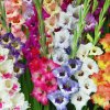 meciky smes Gladiol Mix 5