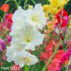 meciky smes Gladiol Mix 8