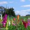 meciky smes Gladiol Mix 9