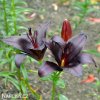 cerna lilie asijska black charm 2