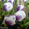 fialovobily krokus prince claus 7