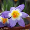 fialovy krokus tricolor sieberi 5