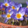 fialovy krokus tricolor sieberi 1