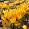 zluty krokus yellow large 2