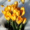 zluty krokus yellow large 3